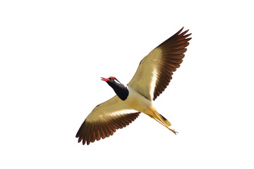 Red-wattled Lapwing flying isolated on transparent background png file