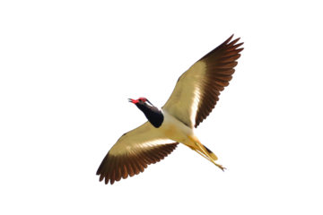 Red-wattled Lapwing flying isolated on transparent background png file