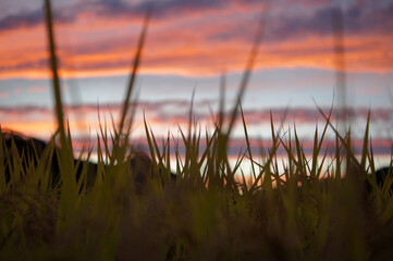 grassland at dusk