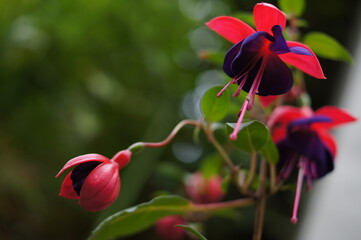 purple flowers