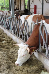 braune Kuh im Stall Laufstall beim Fressen artgerechte Landwirtschaft aufgenommen auf einem Milchhof in Franken