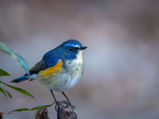 森の中で枯れ木に留まっているルリビタキの雄
