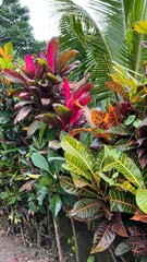 Obraz premium plants in the garden