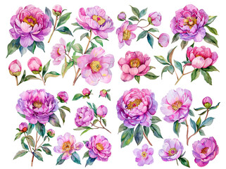 Floral roses elements set. Watercolor botanical illustration of tulip, peony, rose flowers and leaves. Natural objects isolated on white background, romantic hand painted summer purple , pink flowers 