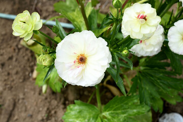 ラナンキュラス　ラックス　ニノス