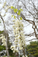 白花蘇芳