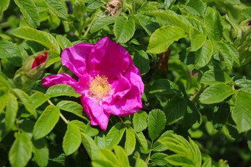 heckenrose     Kartoffel-Rose   rosa