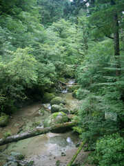 Fototapeta premium Yakushima nature scenery with Mountain river with mossy boulders and green forest