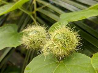 young rambusa fruit is green