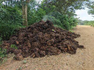 Oil Palm waste (janjangan kosong) in Kalimantan plantations is turned into organic fertilizer