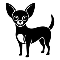 chihuahua dog isolated on white background