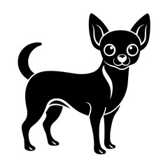 chihuahua dog isolated on white