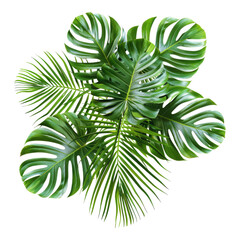 Tropical palm leaves isolated on transparent background