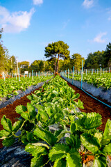 Sprawling organic strawberry farm, ripe red fruits dotting endless green rows.