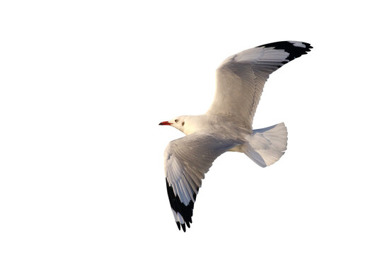 Beautiful seagull flying isolated on transparent background.	
