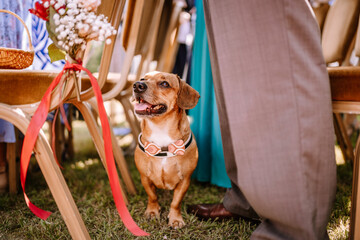 Valmiera, Latvia - August 19, 2023 - A happy dog with a decorative collar sits at a wedding venue,...