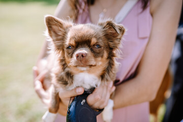 Valmiera, Latvia - August 19, 2023 - A close-up of a small Chihuahua being held at a sunny outdoor...
