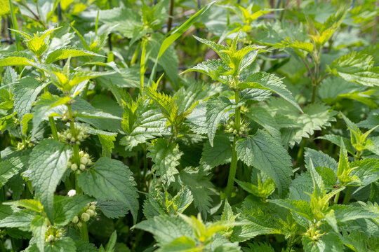 Young Nettles Stinging Herb, Wild Nettle Background, Spring Grass Food, Urtica Dioica