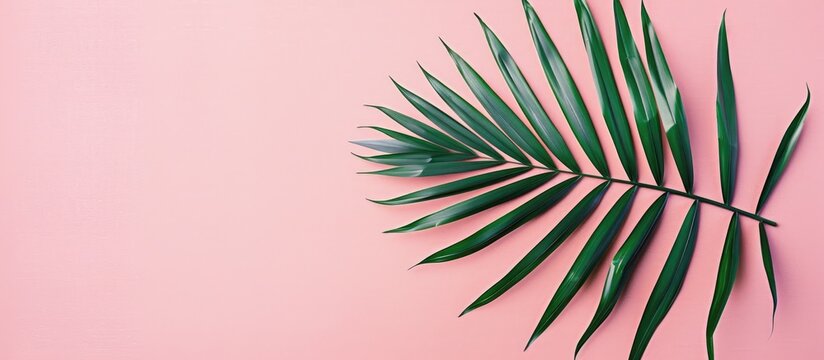 A simple tropical green palm leaf on a pink paper background. Image taken from above with space available for text.