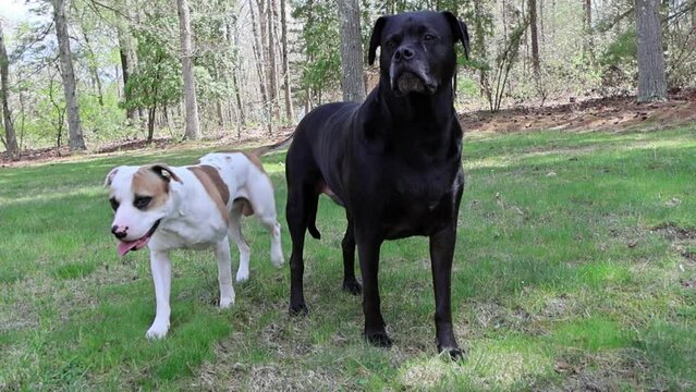 A video of a black Boxador dog yawning widely, showcasing its pink tongue and teeth.