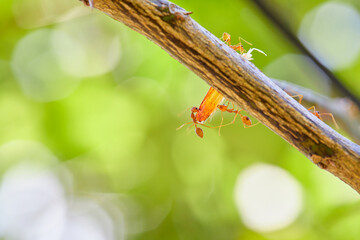 Close-up of weaver ants carrying food on tree branch