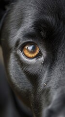 Closeup of a shiny black dogs face, emphasizing its loyal and alert expression, ideal for securityrelated products