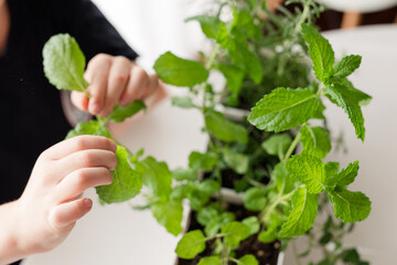 Child's hands harvesting mint from an indoor herb planter.