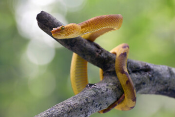 Mangrove pit viper on a tree branch