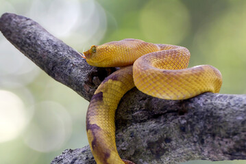 Mangrove pit viper on a tree branch