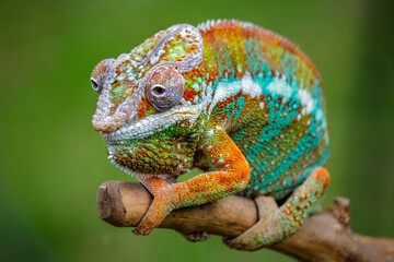closeup panthera chameleon on branch - obrazy, fototapety, plakaty