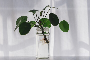 Pilea peperomioides rooting in water for propagation