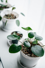 Pilea peperomioides propagation, young plant