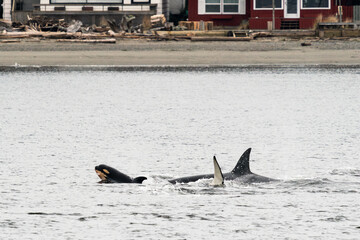 A family of killer whales swims near Whidbey Island