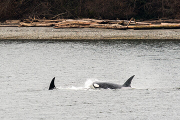 Two Bigg's Killer Whales traveling together in Puget Sound