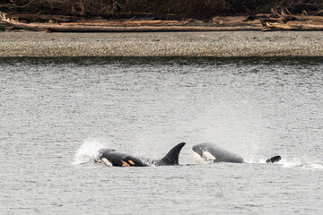 A killer whale pod surfaces with a newborn calf © Cavan