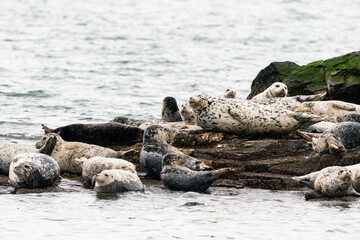 Obraz premium Cropped view of a colony of seals resting in the Salish Sea