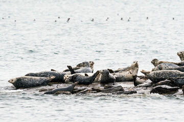 Obraz premium A large group of harbor seals hauled out in Puget sound