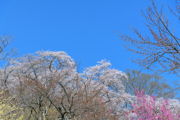 桜 船岡城址公園から一目千本桜を歩く
