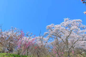 桜 船岡城址公園から一目千本桜を歩く
