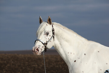 Beautiful appallosa stallion with western halter