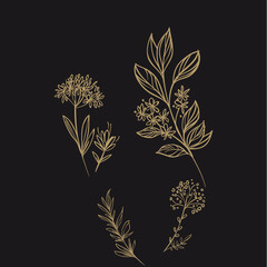 set of elements hand drawn floral