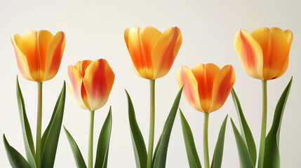 Obraz premium tulips isolated on white