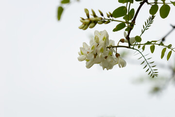 Selective focus photo of a beautiful Black locust (Robinia pseudoacacia) flower with a white sky in the background