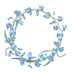 Watercolor spring floral illustration. Flower wreath with blue snowdrops or scillas isolated on white background. Handmade flowers for wedding anniversary invitations ahd postcards. Pastel colours.