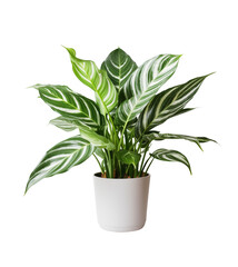 Elegant plant with striking leaf patterns in a ribbed, white pot isolated on a transparent background. Generative AI