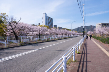 妙法寺川の桜並木