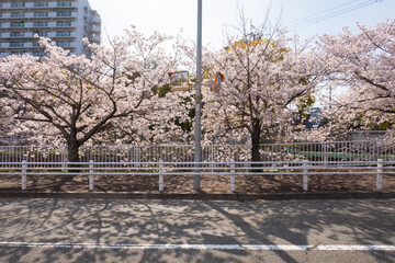 妙法寺川の桜並木