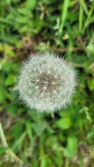 タンポポの綿毛／dandelion fluff／민들레 솜털