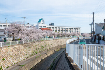 妙法寺川の桜並木