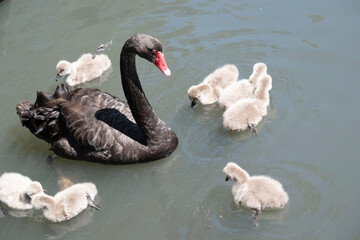 the black swan has black feathers edged with white on its back and is all black on the head and neck.  It has a red beak with a white stripe and red eyes